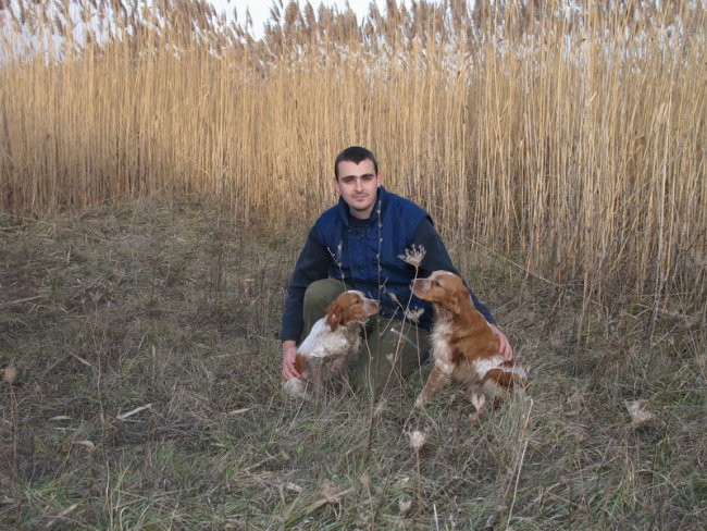 Epagneul Breton - foto povečava