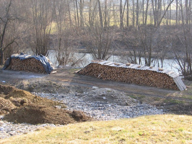 Bukev - foto povečava