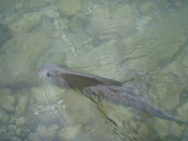 SOČA JUNIJ 2008 - foto