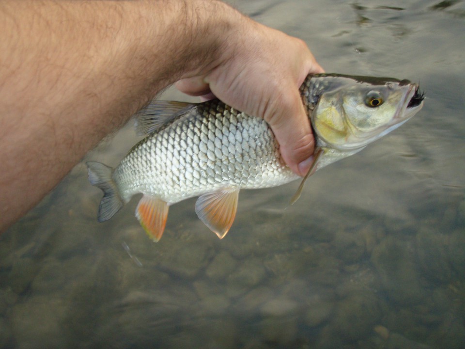 Muharjena na Savinji RD Laško 21.8.2009 - foto povečava