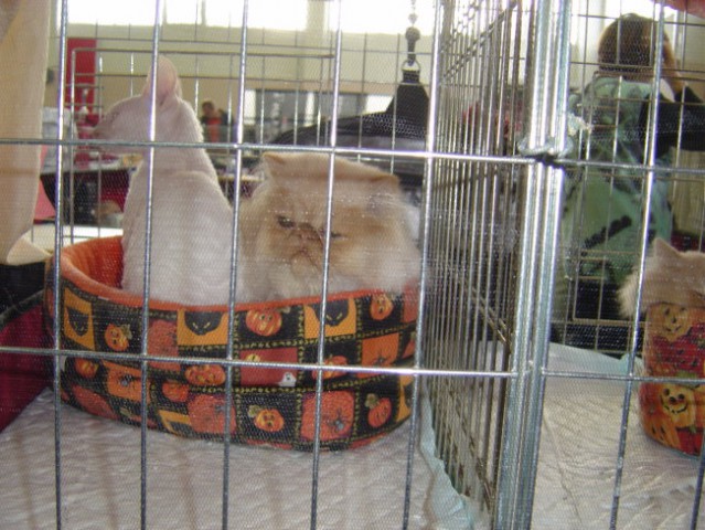 Mednarodna razstava mačk Celje 2005 - foto