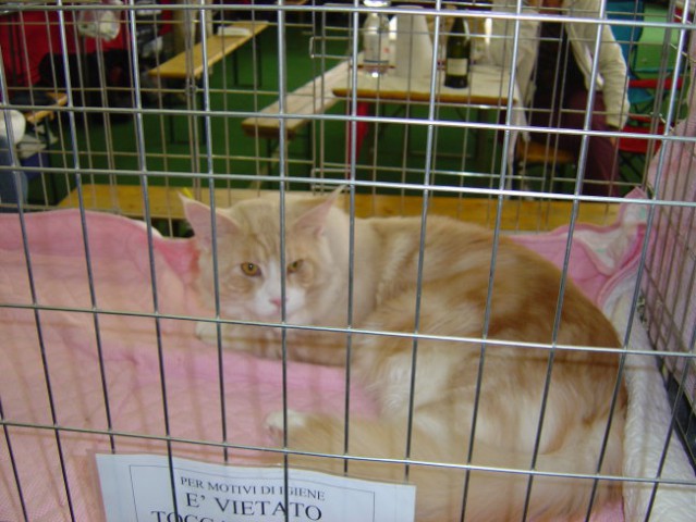 Mednarodna razstava mačk Celje 2005 - foto