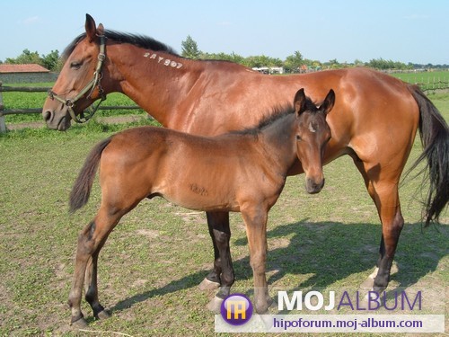 Ridge - foto povečava