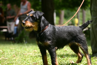 Abba - foto povečava