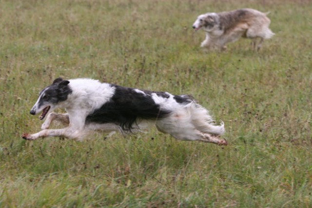 Coursing žaga  - foto