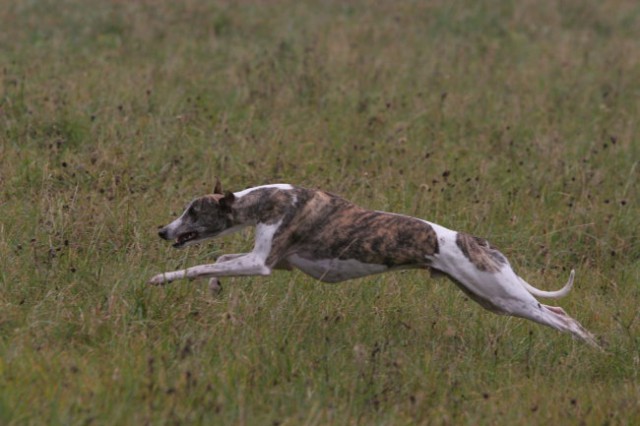 Coursing žaga  - foto