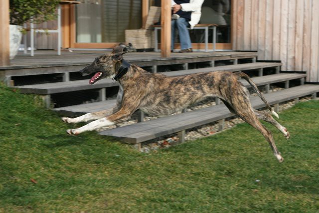 Galga Lucia - foto povečava