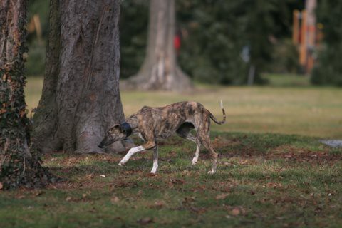 Galga Lucia - foto povečava