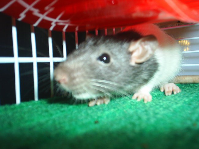 štakori - foto povečava