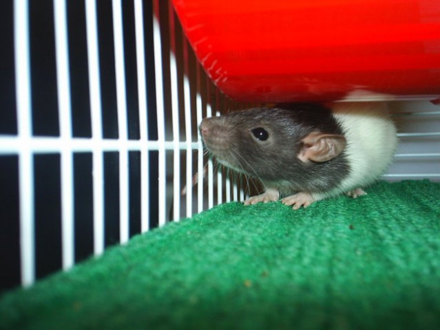 štakori - foto