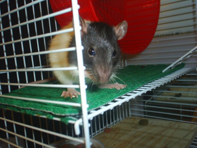 štakori - foto