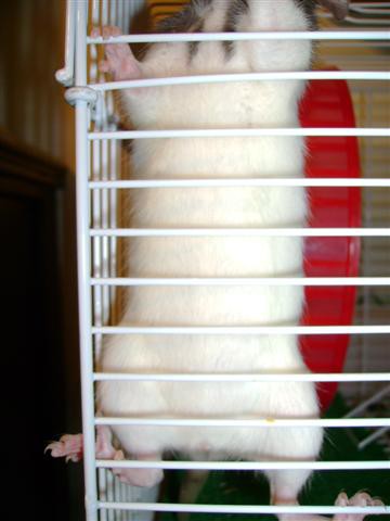 štakori - foto povečava