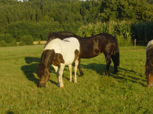 Moji konji - foto povečava