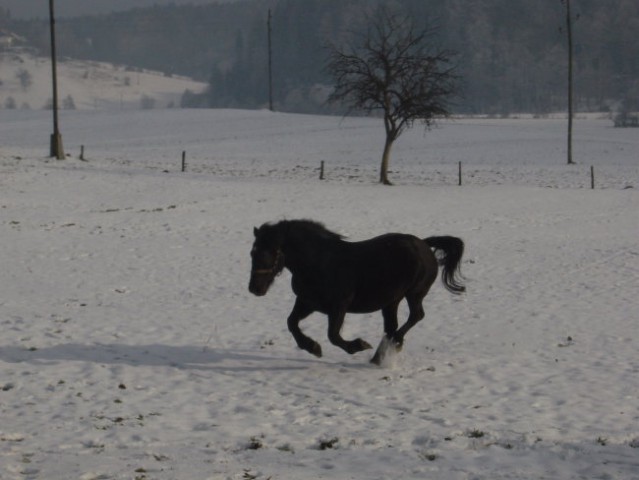 Moji konji - foto