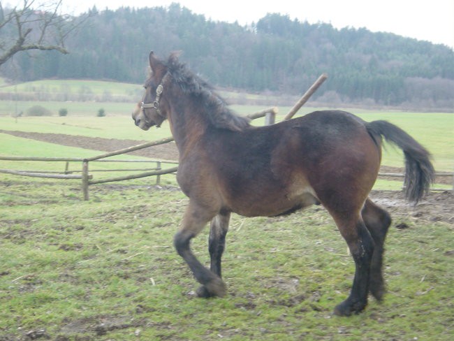 Moji konji - foto povečava