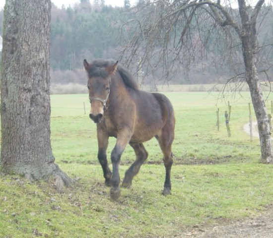 Moji konji - foto