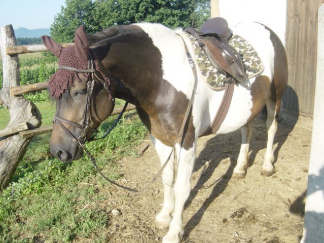 Moji konji - foto