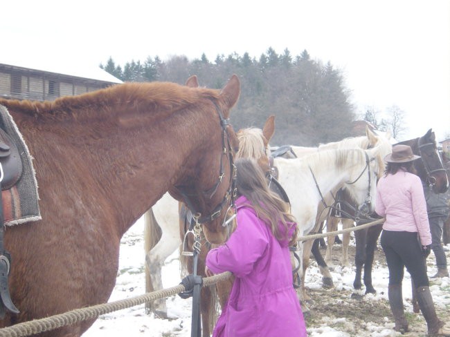 Žegnanje konj Sv. Primož, 2008 - foto povečava