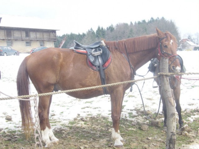 Žegnanje konj Sv. Primož, 2008 - foto