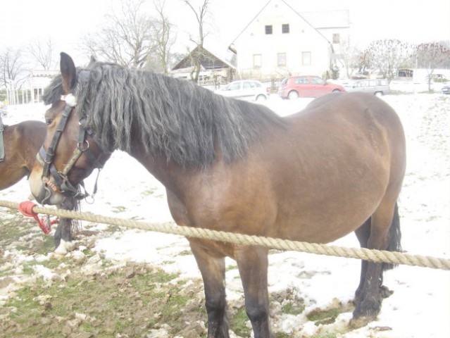 Žegnanje konj Sv. Primož, 2008 - foto