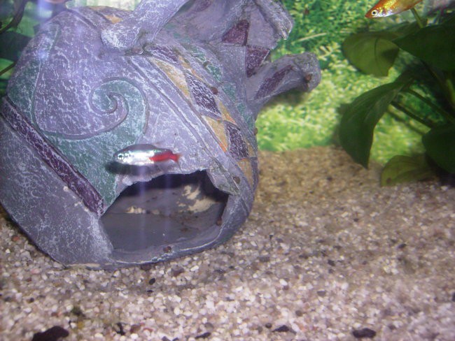 Živali - foto povečava