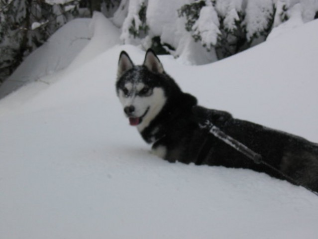 Kim - uživanje na snegu - foto
