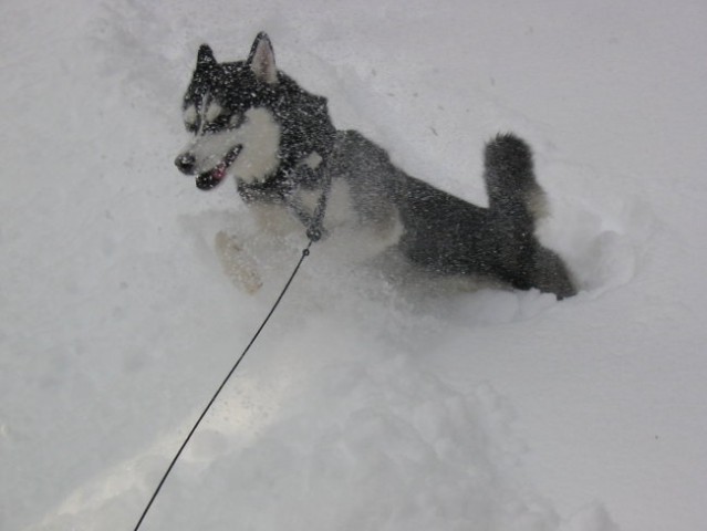 Kim - uživanje na snegu - foto
