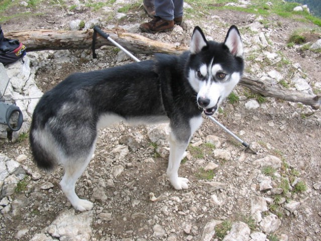 Kim - pohod na Viševnik 2006 - foto