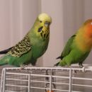 Jaka & Jaka 
