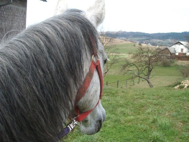 Horses - foto povečava