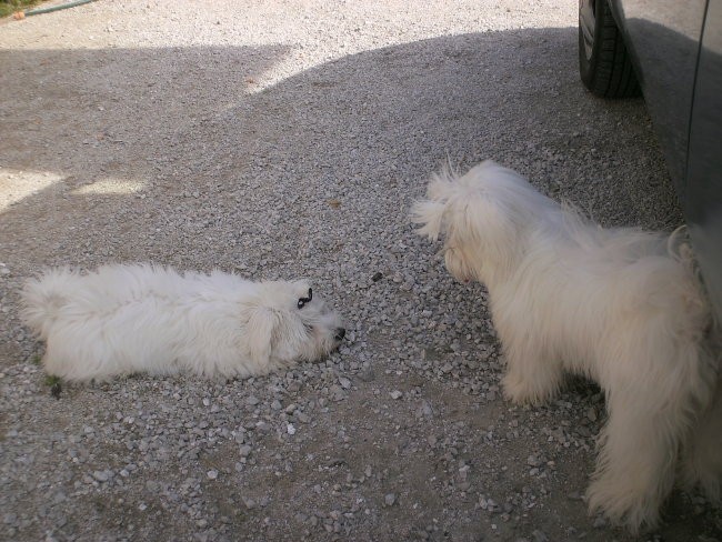 Toja  2 - foto povečava