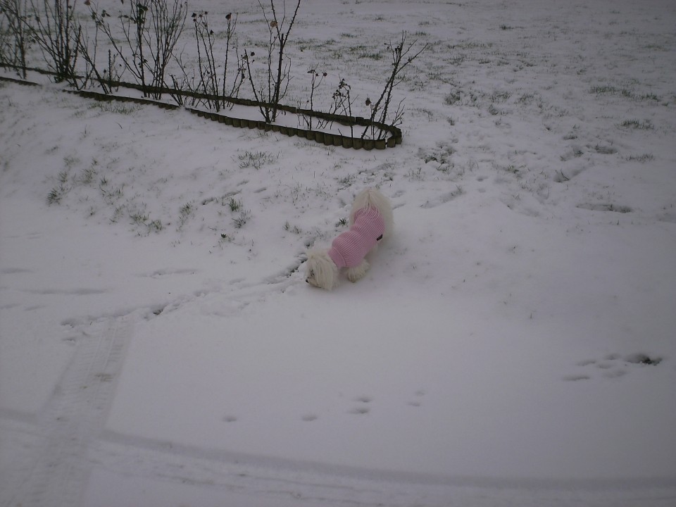 Toya in njen prvi sneg 29.11.2008 - foto povečava