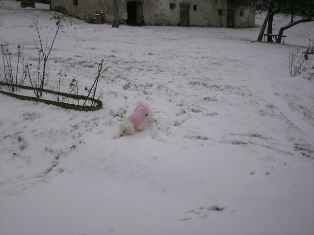 Toya in njen prvi sneg 29.11.2008 - foto