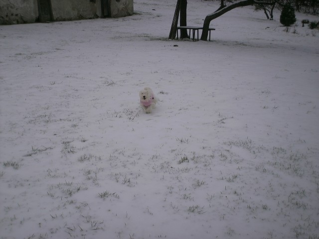 Toya in njen prvi sneg 29.11.2008 - foto