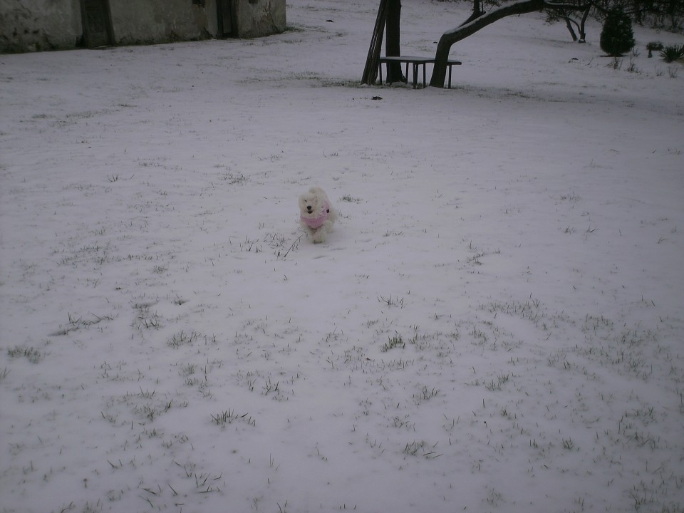 Toya in njen prvi sneg 29.11.2008 - foto povečava