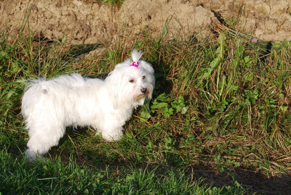 Toya jesen in zima 2009 - foto povečava