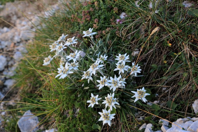 2018_08_13 Vrtača ( 2181 m ) - foto