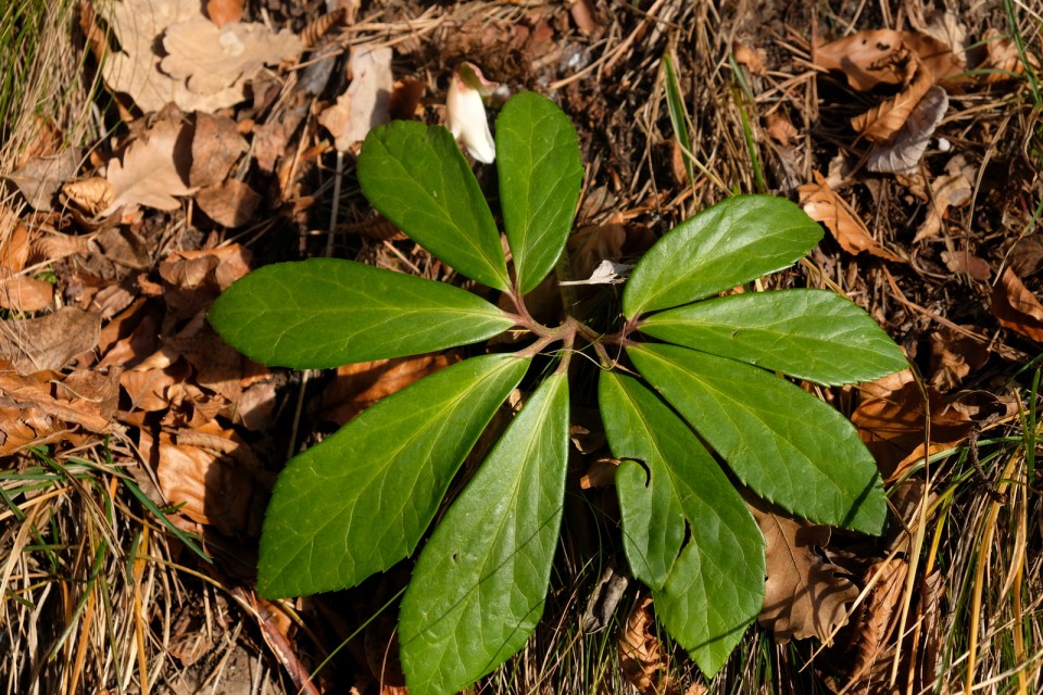 2019_01_02 Lisca in Ivce - novoletni pohod PD - foto povečava