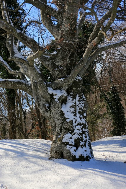 2019_01_04 Lisca - letošnji prvi sneg - foto