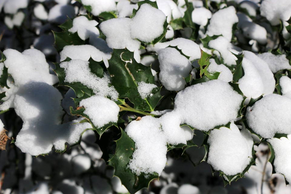 2019_01_04 Lisca - letošnji prvi sneg - foto povečava