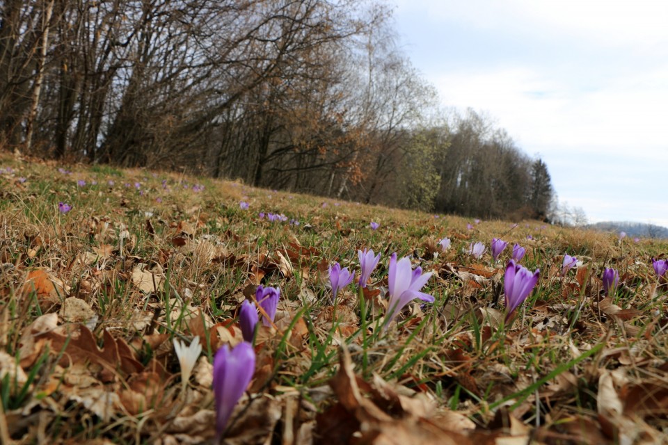 2019_03_10 Veliki Javornik ( 1023 m ) - foto povečava