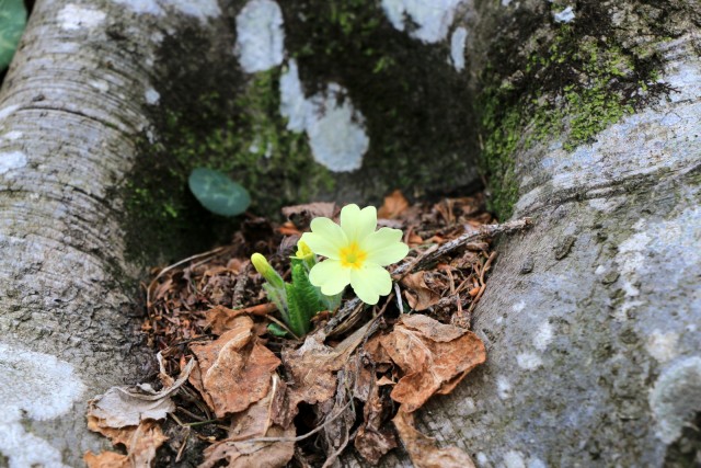 2019_03_10 Veliki Javornik ( 1023 m ) - foto