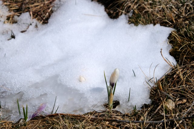 2019_03_26 Kucelj in Koča Antona Bavčerja na  - foto