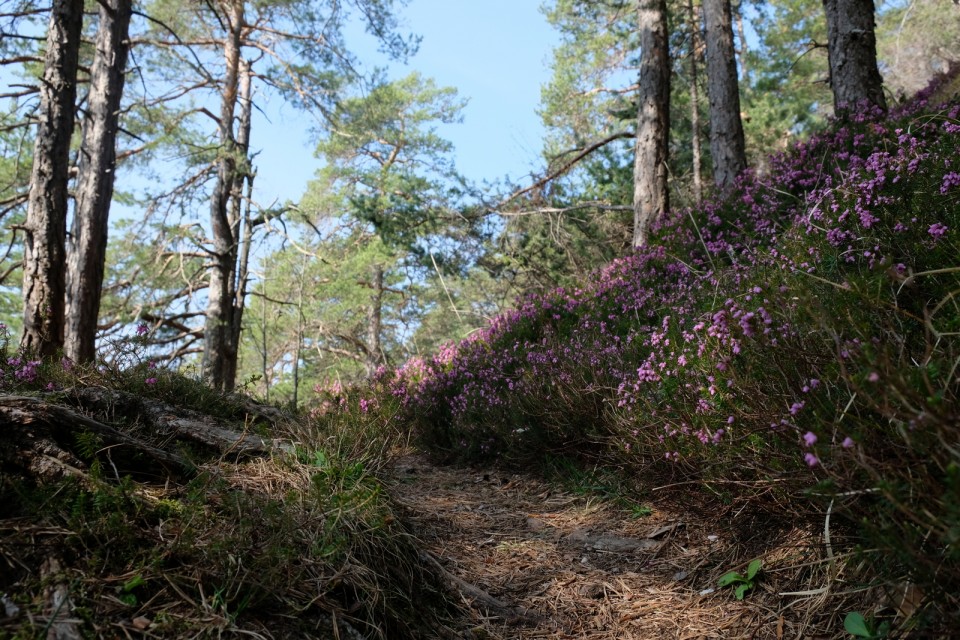 2019_04_02 Roviški vrh in Zasavska Sv. gora - foto povečava