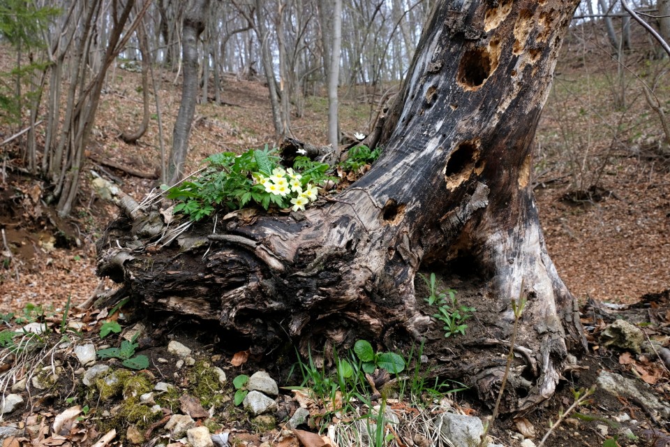 2019_04_07 Veliko Kozje in Lisca - foto povečava