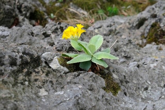 2019_04_07 Veliko Kozje in Lisca - foto