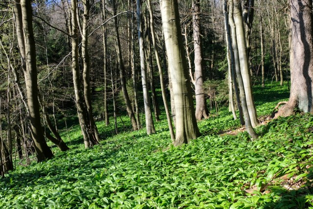 2019_04_21 Vivodnik - Menina planina - foto