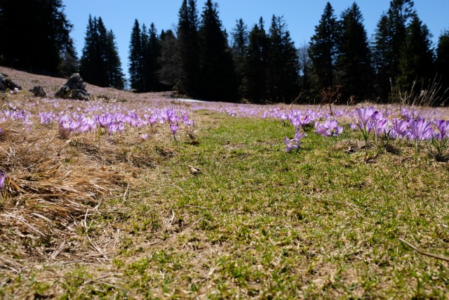 2019_04_21 Vivodnik - Menina planina - foto