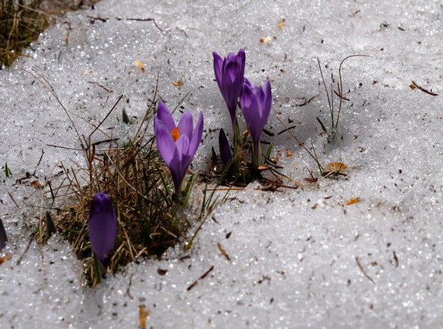 2019_04_21 Vivodnik - Menina planina - foto