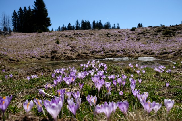 2019_04_21 Vivodnik - Menina planina - foto